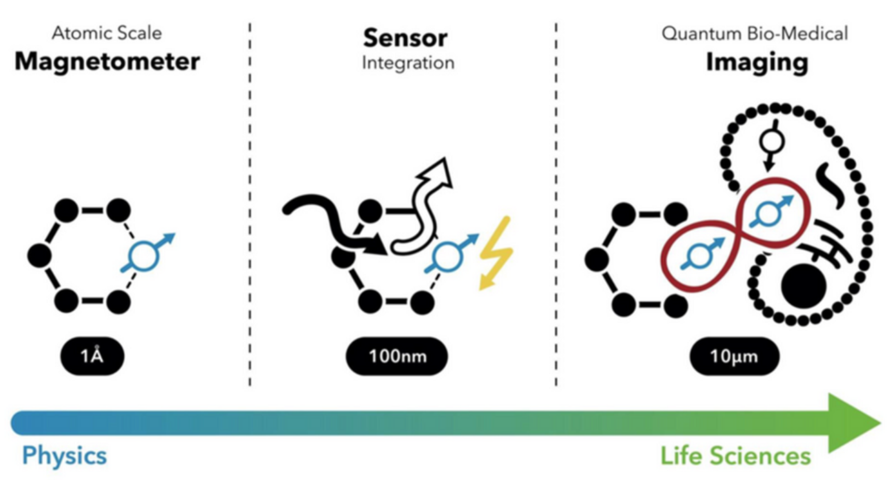 Schaubild: Integration von Quantensensoren zu präzisester Bildgebung in der Biomedizin.