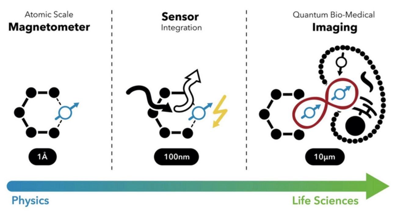Diagram: Integration of quantum sensors to provide the most precise imaging in biomedicine.