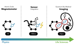 Schaubild: Integration von Quantensensoren zu präzisester Bildgebung in der Biomedizin.