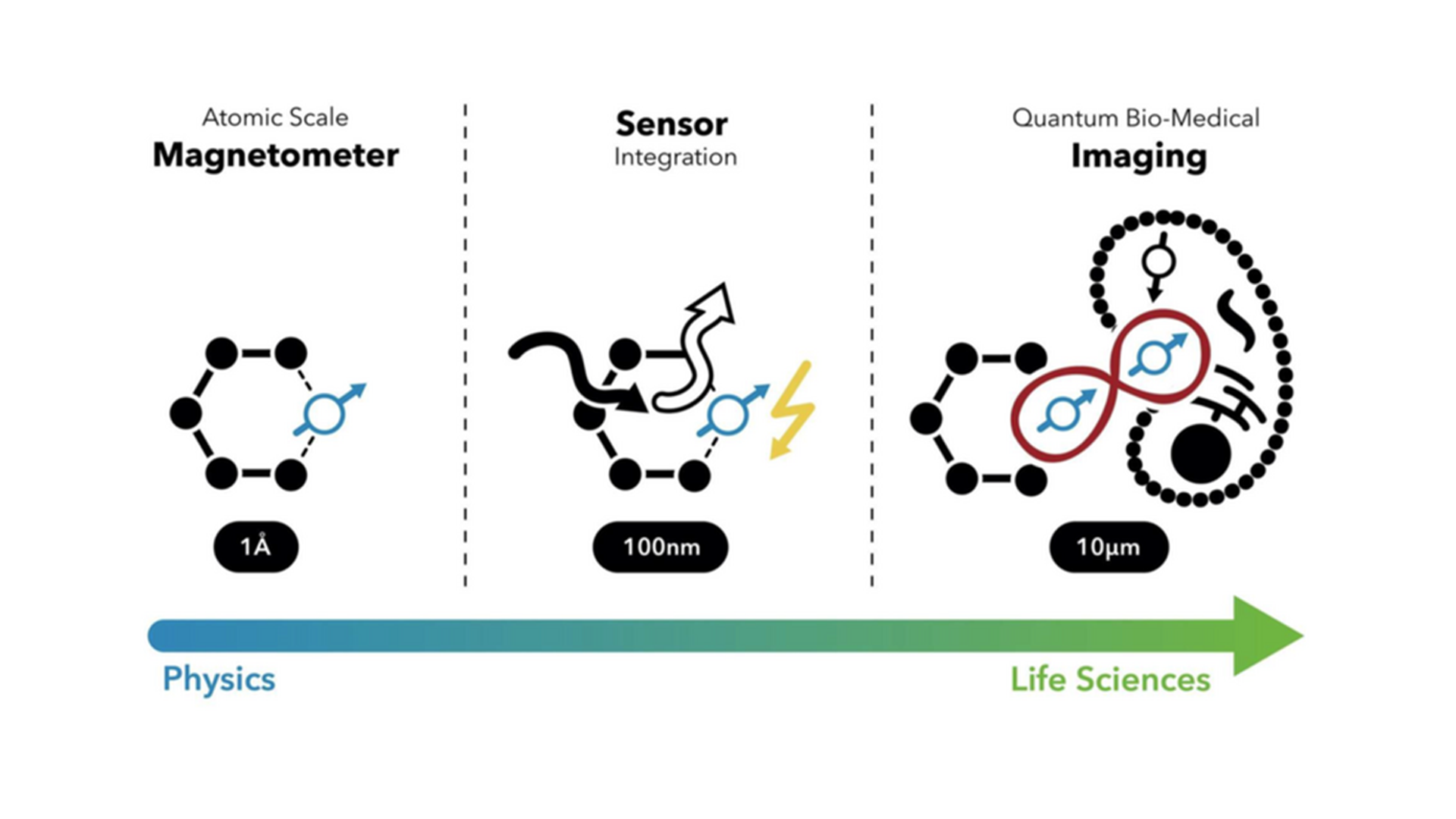 Diagram: Integration of quantum sensors to provide the most precise imaging in biomedicine.