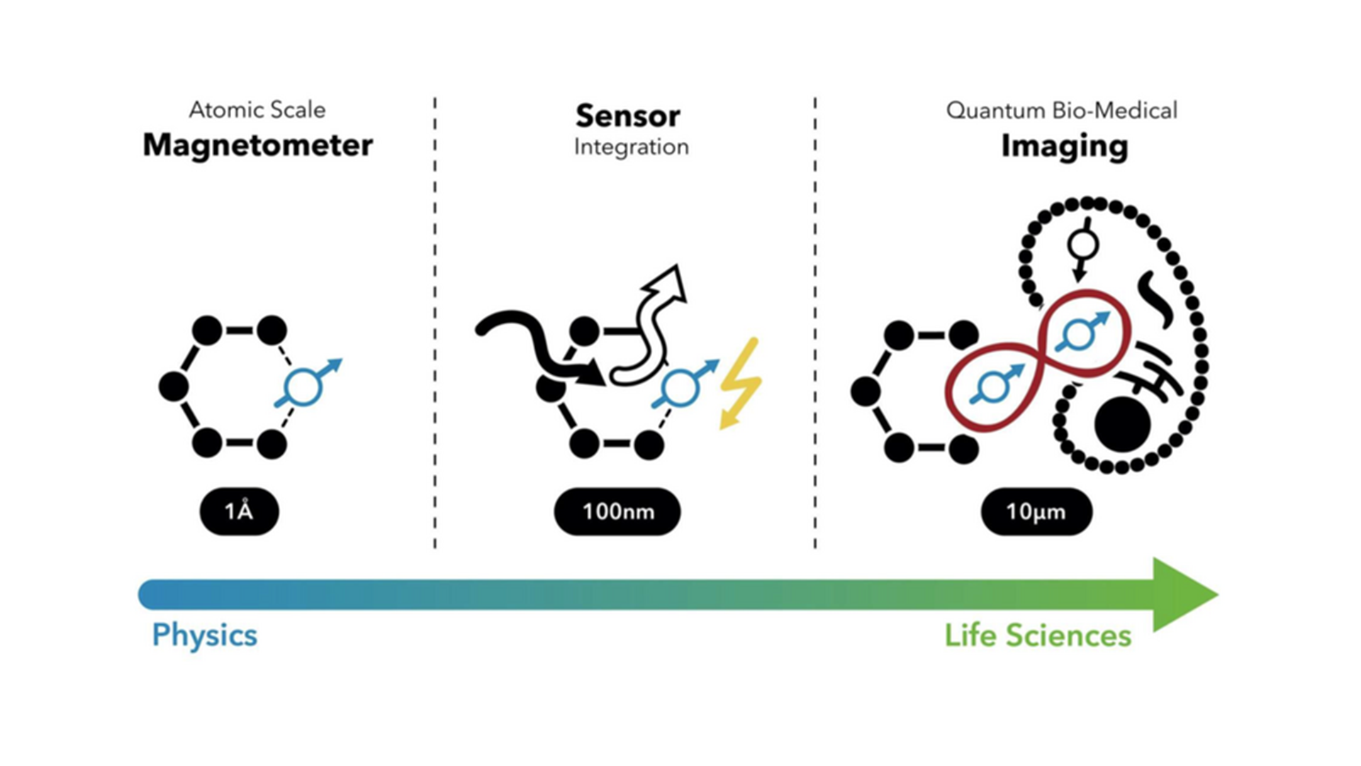 Schaubild: Integration von Quantensensoren zu präzisester Bildgebung in der Biomedizin.